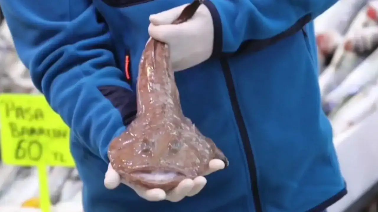 Antalya'da Şubatta Hangi Balıklar Yenir? 5